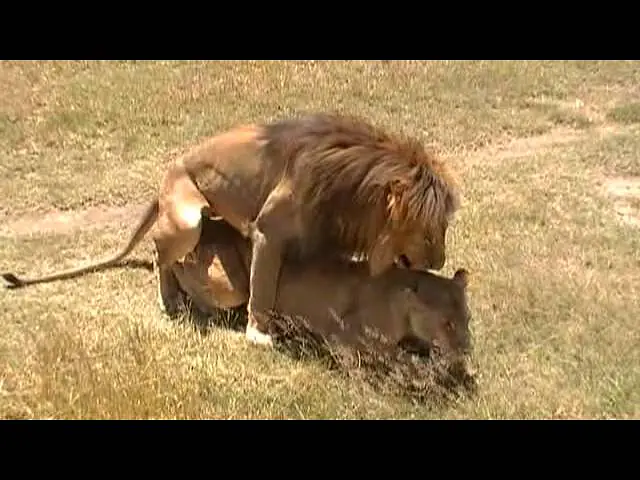 Video thumbnail for Serengeti day 2