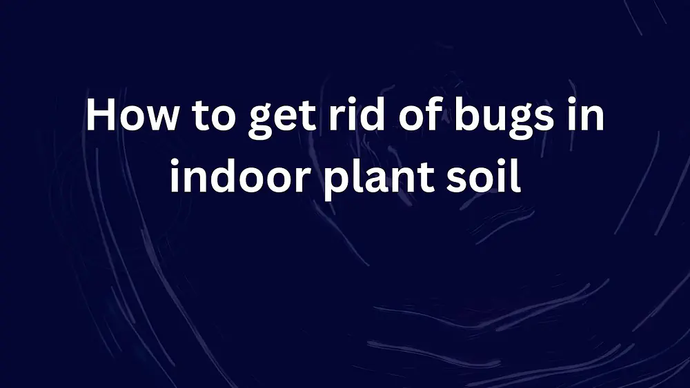 Video thumbnail of How to get rid of bugs in indoor plant soil