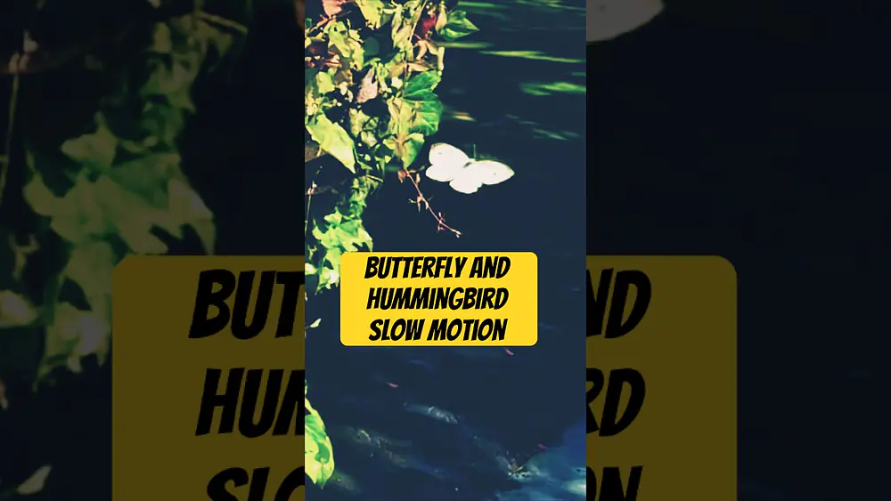 Video thumbnail of #ozzyosbourne #butterfly #hummingbird #momentofzen