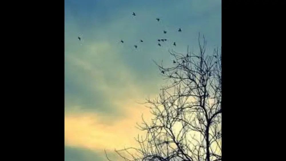 Video thumbnail for COMO PÁJAROS EN EL AIRE - PETECO CARABAJAL por MARCELO PEREA en piano solo