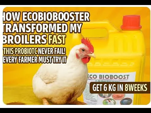 Video thumbnail of How EcoBiobooster Transformed My Broilers Fast | This Probiotic Never Fail! Every Farmer Must Try It