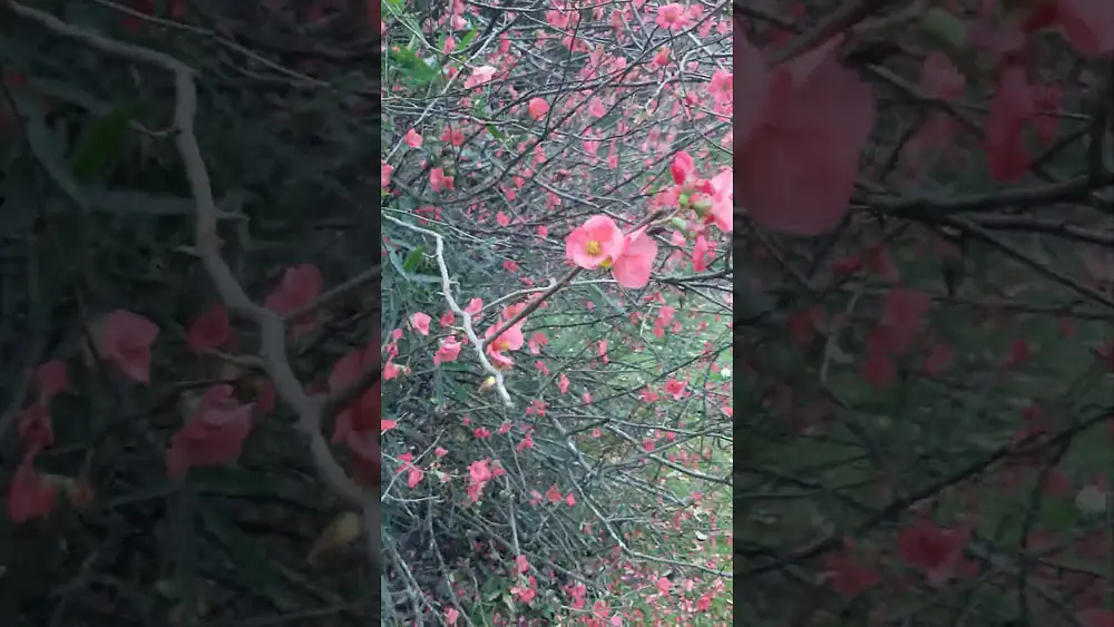 Video thumbnail of Hermoso color rosa en la naturaleza