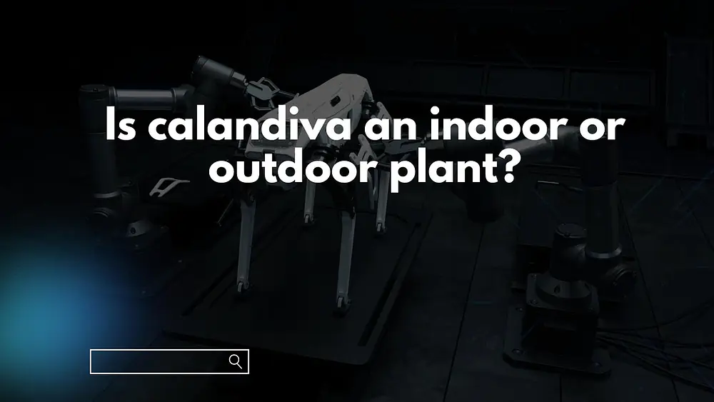 Video thumbnail of Is calandiva an indoor or outdoor plant?