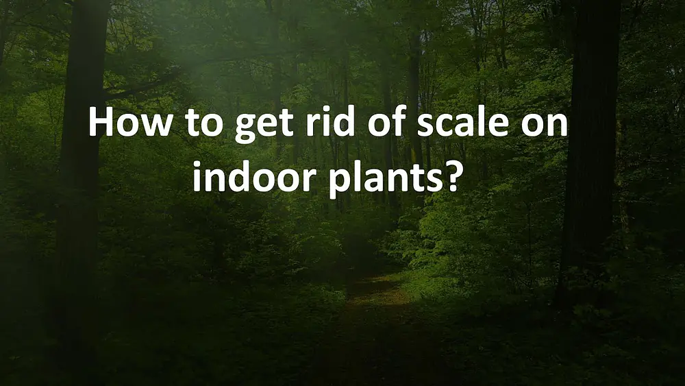 Video thumbnail of How to get rid of scale on indoor plants?