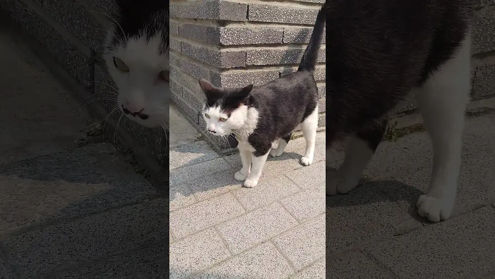 Video thumbnail of 몽실이 😄