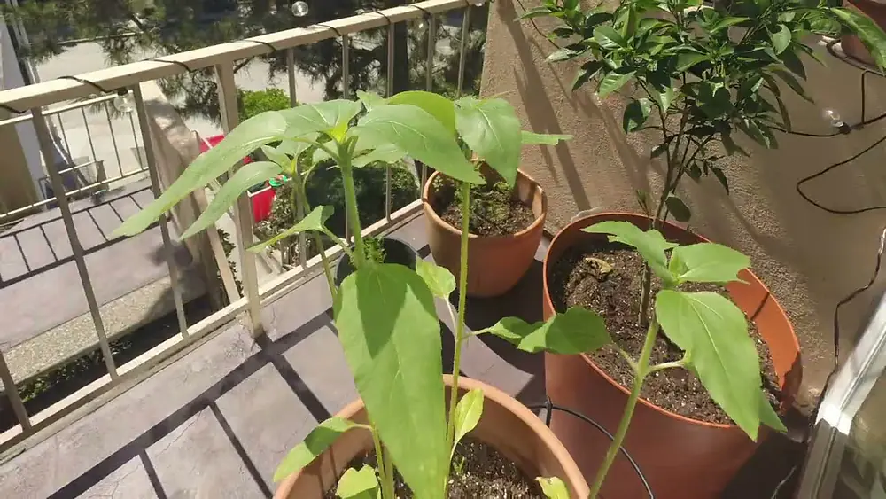 Video thumbnail of Sunflower Timelapse008