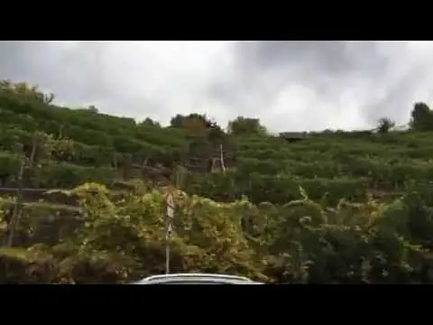 Video thumbnail for Rosa Perez en Alemania los viñedos
