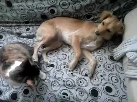 gato como