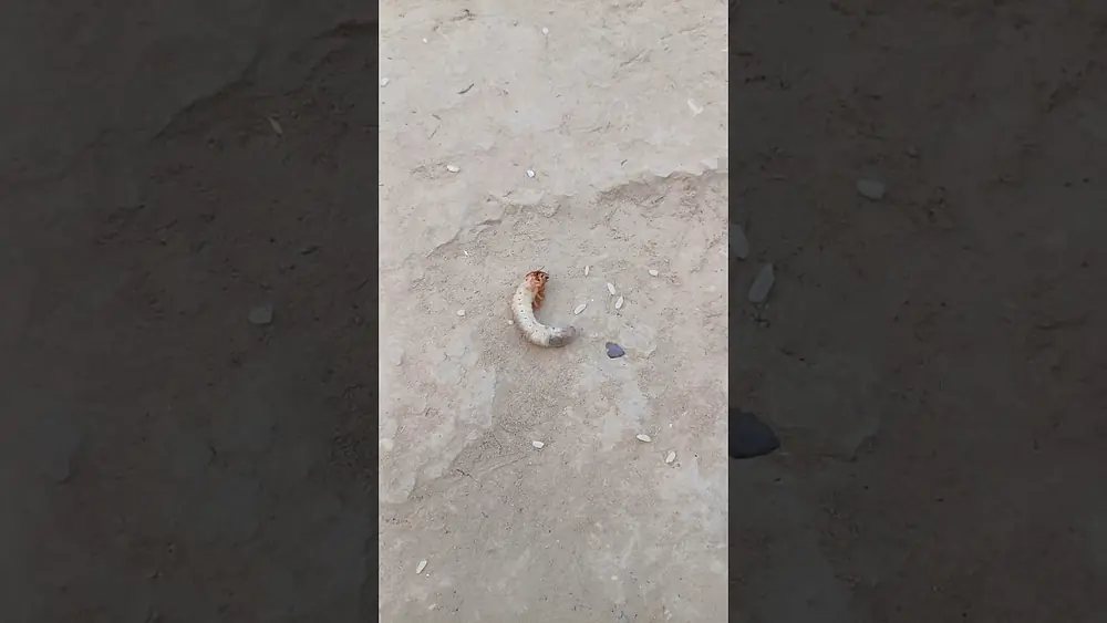 Video thumbnail of 🐝 Insect #youtubeshorts #youtube #shorts #youtuber #youtubechannel #reels #trending #youtubers