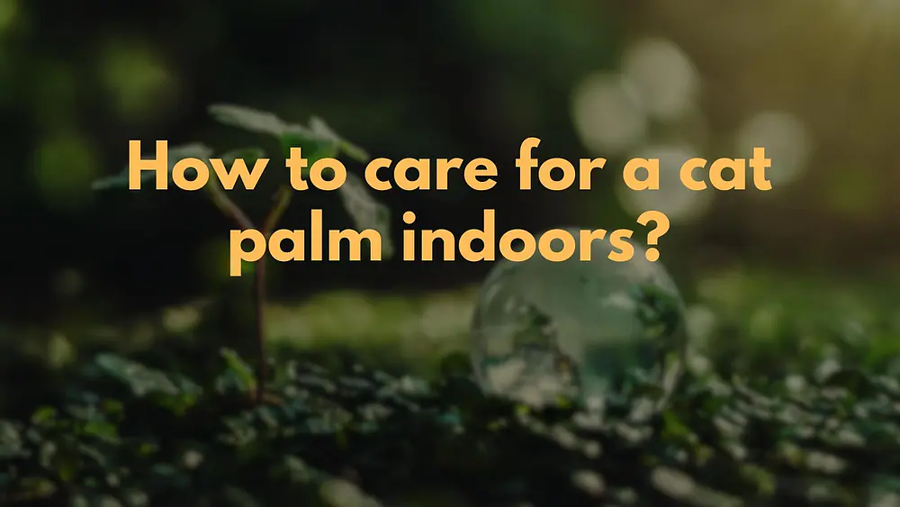 Video thumbnail of How to care for a cat palm indoors?