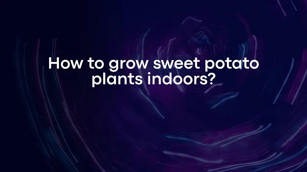 Video thumbnail of How to grow sweet potato plants indoors?