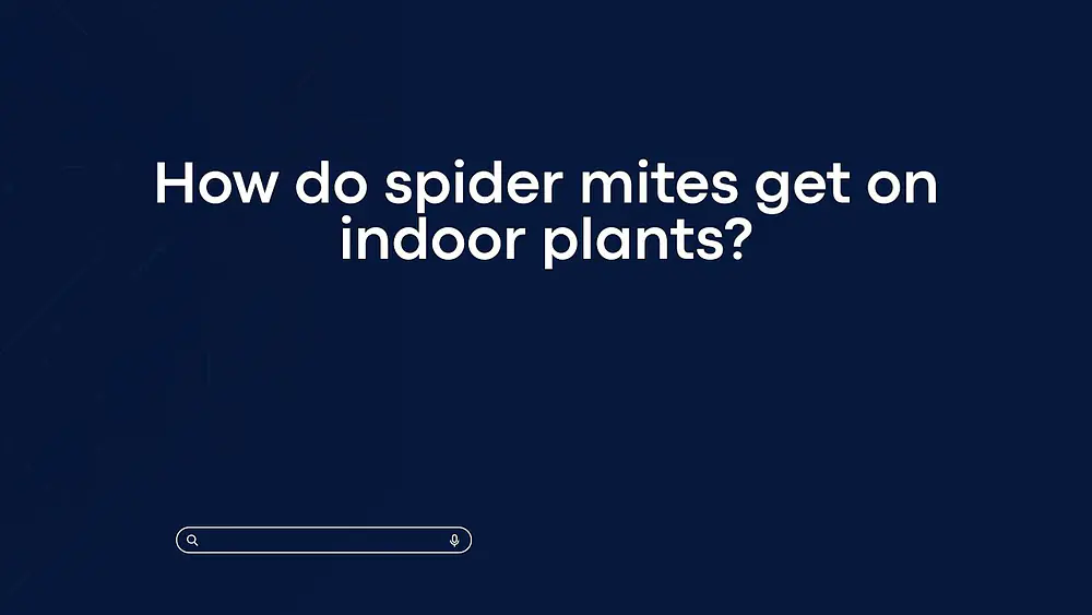 Video thumbnail of How do spider mites get on indoor plants?