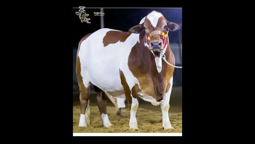 Video thumbnail of expensive cows in burbani #music #mychannel #bollywood #entertainment