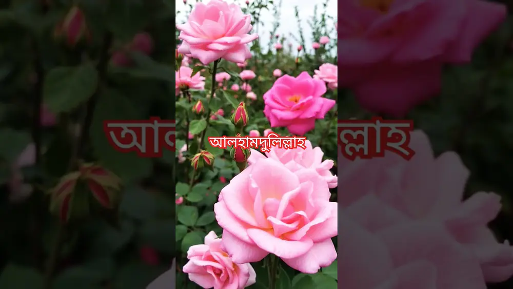 Video thumbnail of #flowers #subscribe #lifeisbutadream
