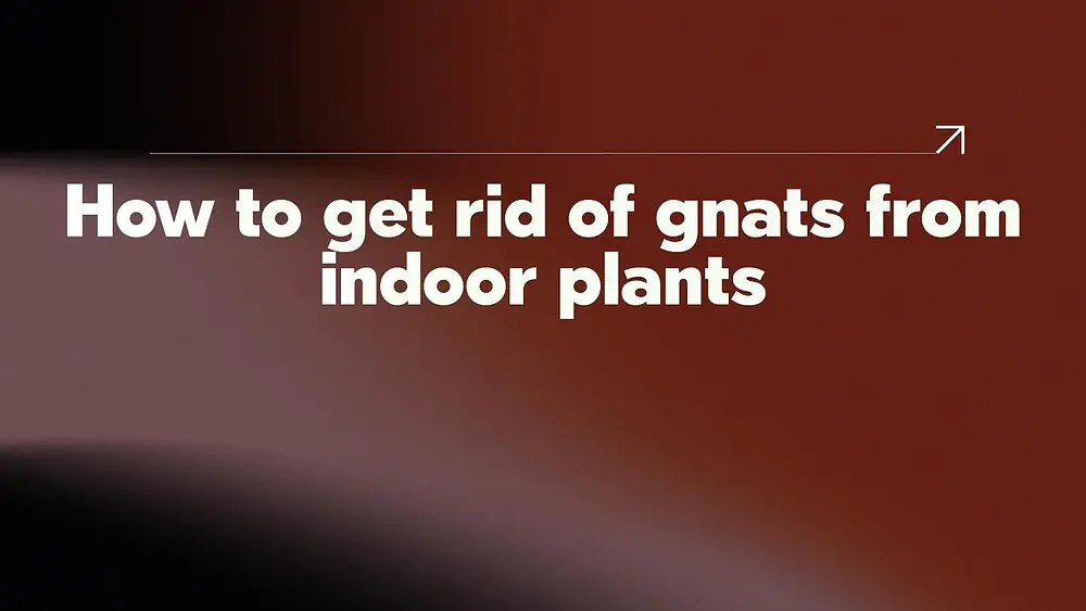 Video thumbnail of How to get rid of gnats from indoor plants
